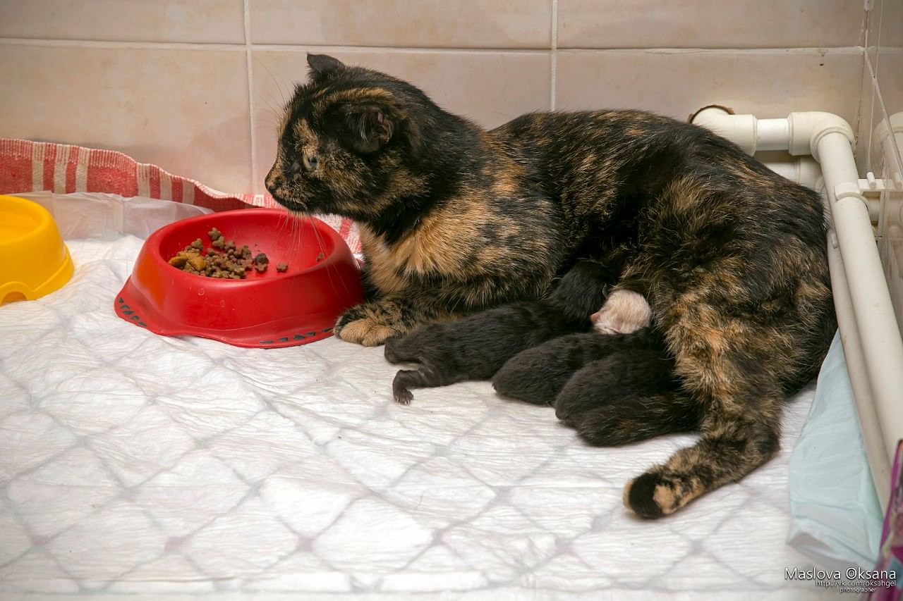 Картинки по запросу беременная кошка сама пришла рожать в самый настоящий роддом