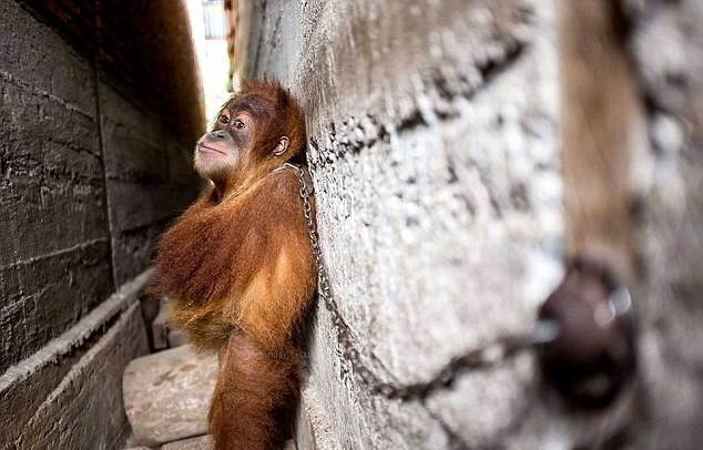 Спасли юного орангутана, которого год держали на цепи у стены