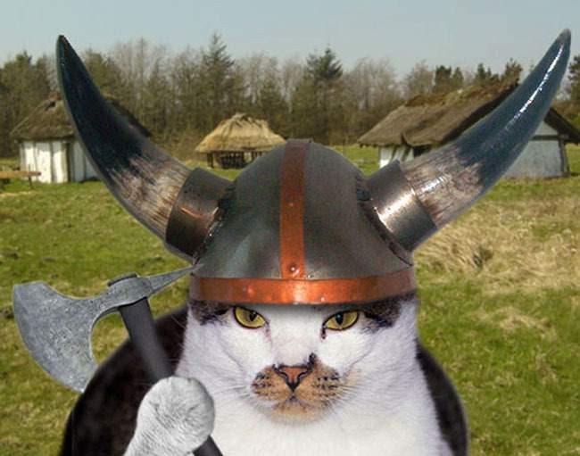 Кошки расселялись по миру, плавая на кораблях викингов