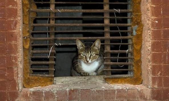 В Москве возможно появятся теплые домики в подвалах для бездомных кошек