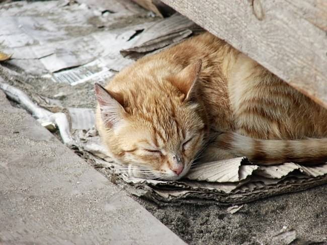 В Санкт-Петербурге во дворах установят зимние домики для котов
