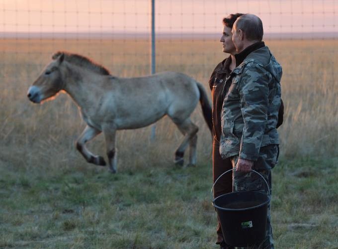 Владимир Путин выпустил в заповедник шесть лошадей Пржевальского