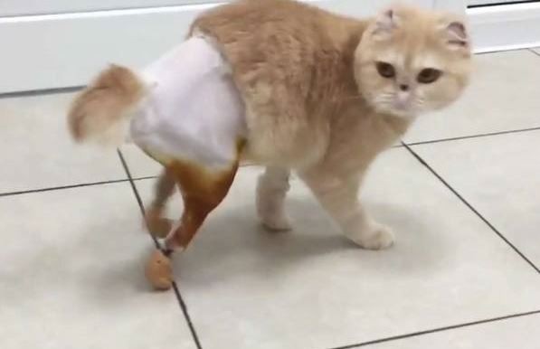 В Новосибирской ветклинике сделали уникальные протезы для кошки