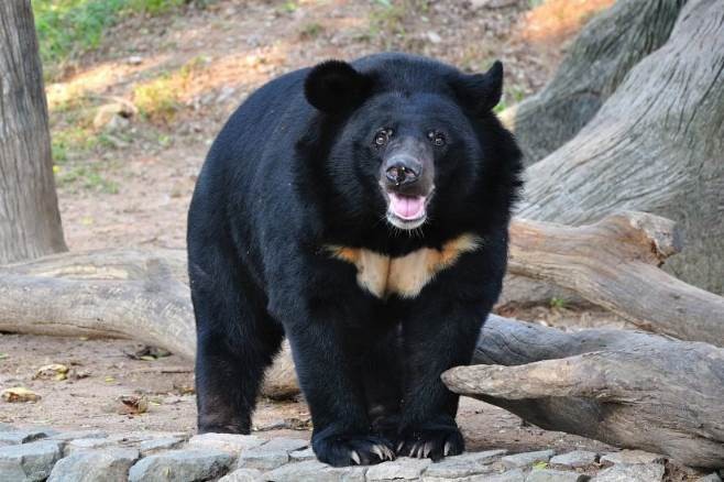 В Приамурье решали проблему захмелевшей от сельских груш медведицы