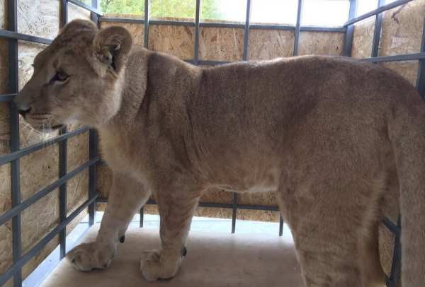 Спасенную челябинскую львицу Лолу выпустили в сафари-парке 