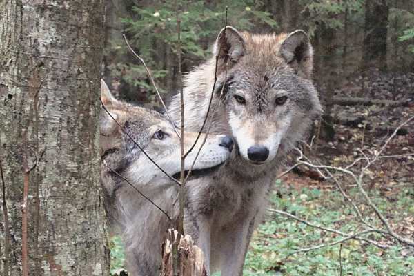 Грузинский зоолог два года изучал волков, живя в их стае