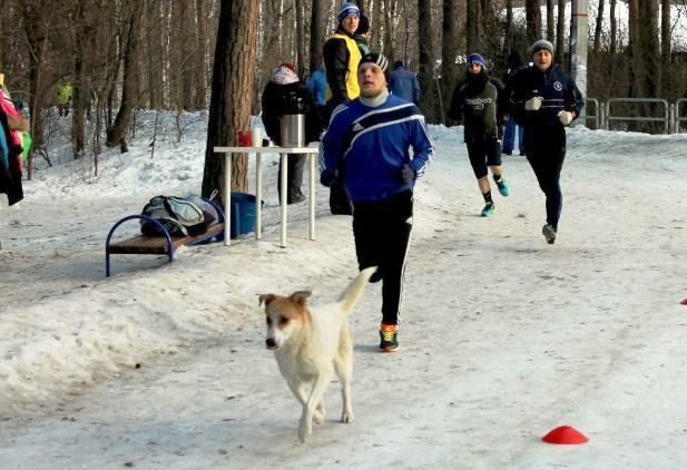 В Челябинске бездомный пес бегает вместе с энтузиастами в парке