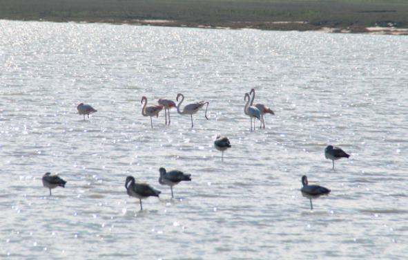 На дагестанское озеро Аджи впервые прилетели фламинго