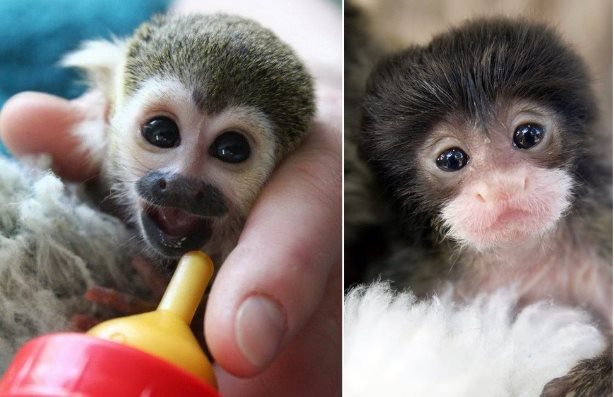 В Новосибирском зоопарке успешно выкормили двух детенышей обезьян