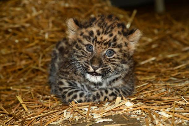 В зоопарке Иллинойса представили публике детеныша редкого дальневосточного леопарда