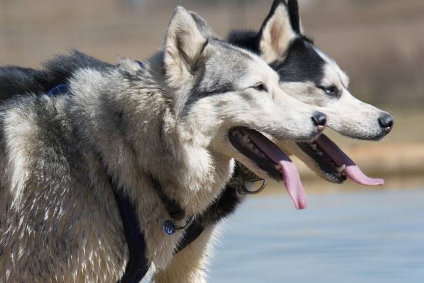 В процессе одомашнивания предки собак научились есть мучную пищу и это отделило их от волков