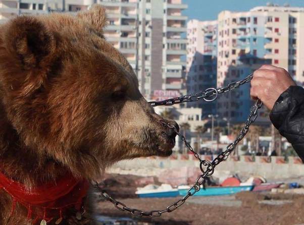 В Албании спасли медведя с кольцом в носу, которого использовали для развлечения туристов