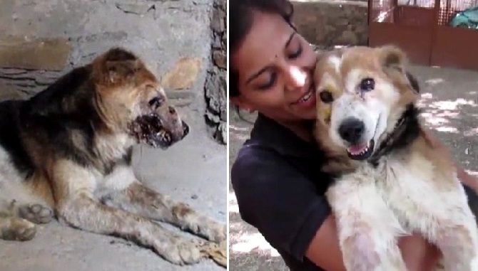 Индийские волонтеры спасли пса, который ужасно пострадал от личинок мух