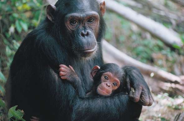 Оказалось, что шимпанзе «нанимают» нянек для потомства