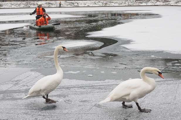 Сотрудники МЧС Москвы спасли двух лебедей и утят с замерзших прудов
