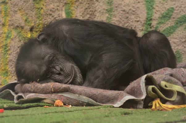 В Аргентине освободили шимпанзе из зоопарка
