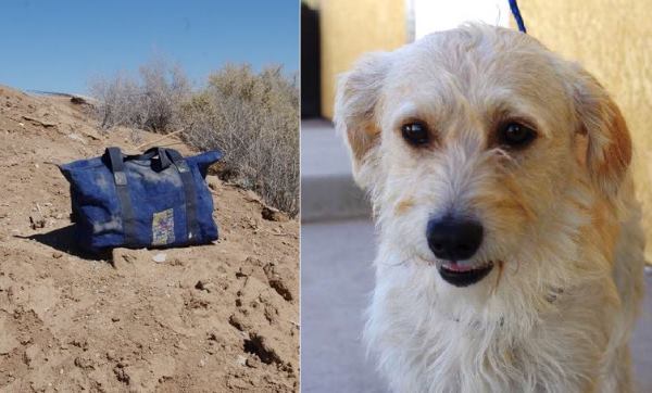 В Калифорнии спасли пса, которого оставили умирать в закрытой сумке