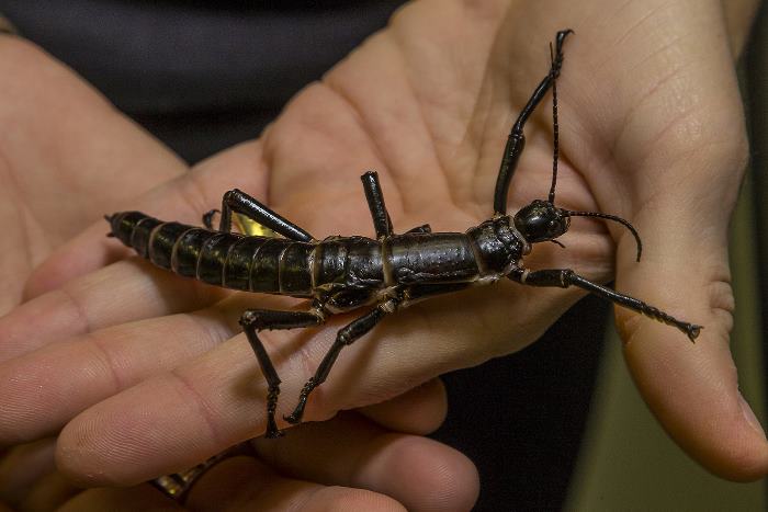 В зоопарке Сан-Диего стали разводить самых редких насекомых в мире