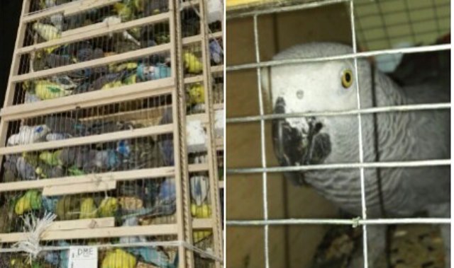 В Домодедово пресекли контрабанду почти 600 экзотических птиц