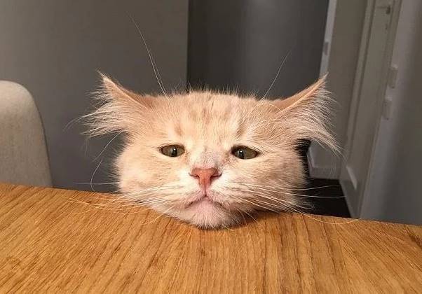 Вечно печальный кот Пончик стал популярным в Инстаграме