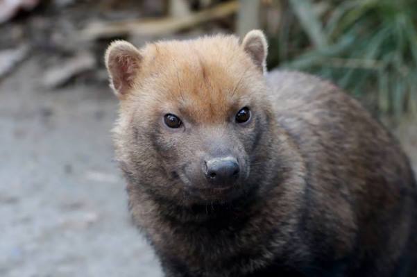 В Новосибирский зоопарк привезли редкую кустарниковую собаку