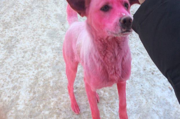 В Ижевске поймали розовую собаку. Пса с трудом отмыли в приюте
