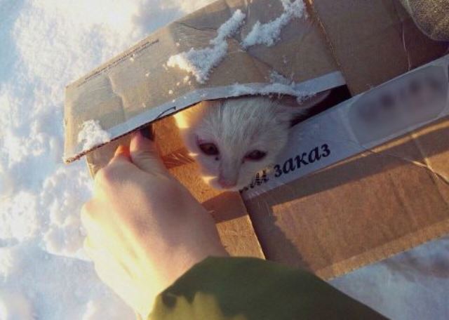 Под Волгоградом женщина спасла котенка из выброшенной на мороз коробки