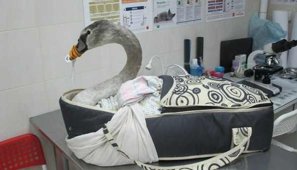 В Калининградской области спасли молодого ослабевшего лебедя