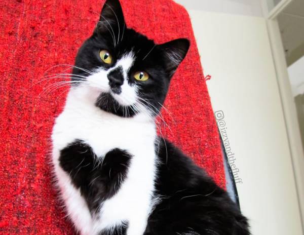 Кошка с большим сердечком на груди