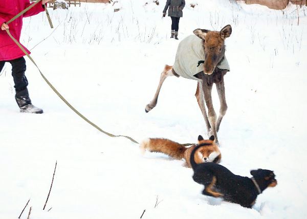 Спасенный лосенок подружился с лисой, собакой и волком