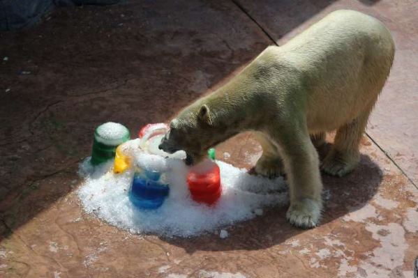 В зоопарке Сингапура белый медведь-долгожитель отпраздновал 26-летие
