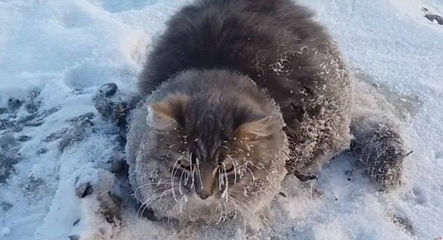 В Златоусте спасли примерзшего ко льду кота