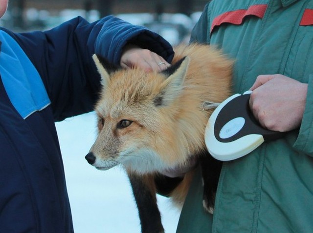 В зоопарке «Роев ручей» появился генетический выведенный ручной лис из Новосибирска