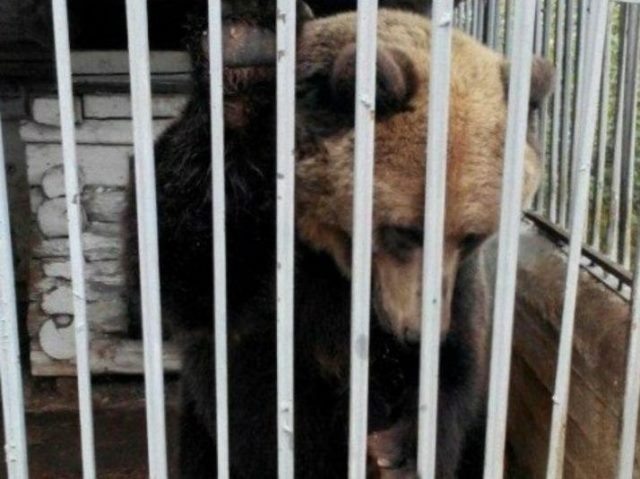 Зоозащитники собрали 50 тысяч рублей, чтобы выкупить медведицу из кафе