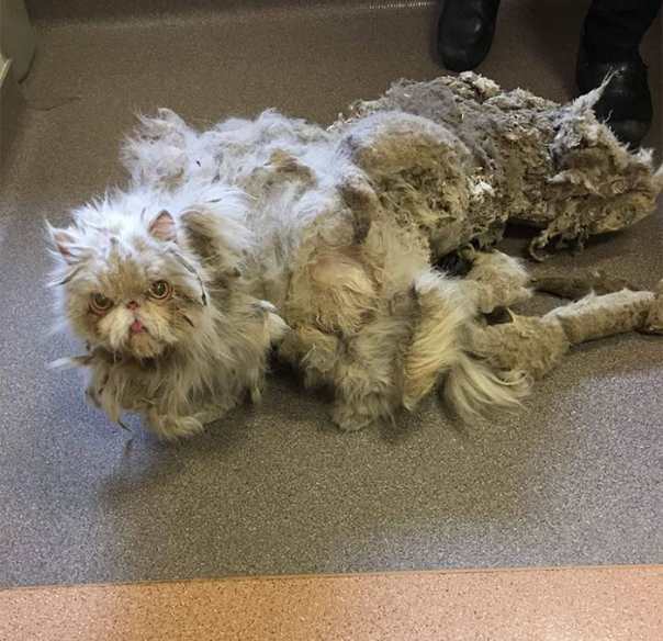 Персидского кота Синдбада спасли от запущенной спутавшейся шерсти