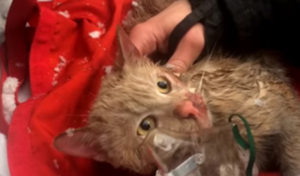 Пожарные в Москве спасли кота, надышавшегося дымом при пожаре