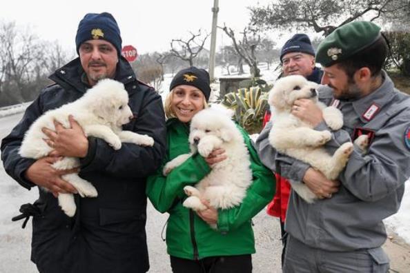В Италии из отеля, на который обрушилась лавина, спасли трех щенков