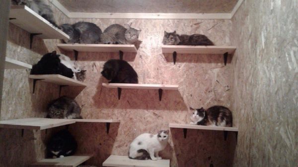 Челябинские волонтеры приютили 19 кошек, которые остались в квартире после кончины старушки-хозяйки