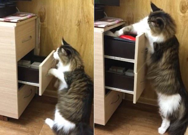 Кот научился открывать ящики в тумбочке