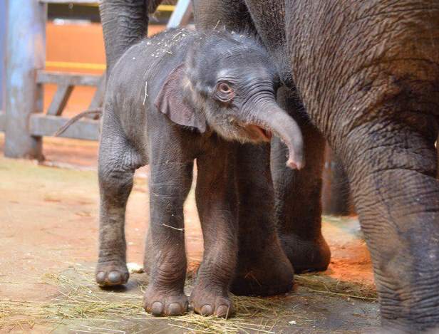 В Ростовском зоопарке родился слоненок