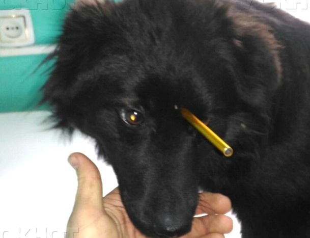 В Новочеркасске ветеринары успешно прооперировали бездомного пса с арбалетной стрелой в голове