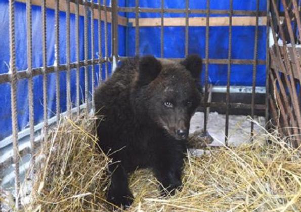 Голодного медвежонка спасли в Кировской области
