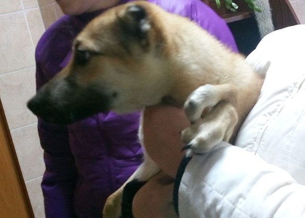 В Тверской области щенку с аномальной лапой сделают пластическую операцию