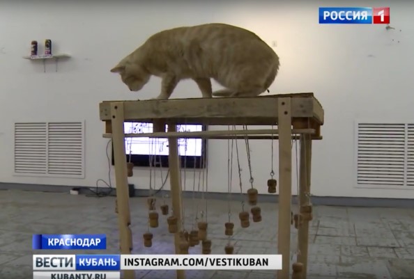 В Краснодаре для котов организовали выставку искусства