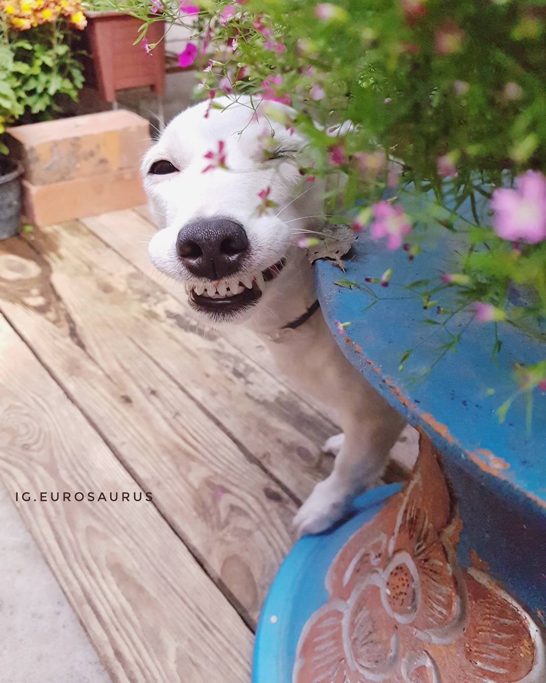Улыбающийся пес с бабочкой на носу - Хорошие новости про животных