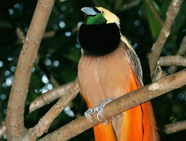 В германском зоопарке вылупился птенец редкой райской птицы