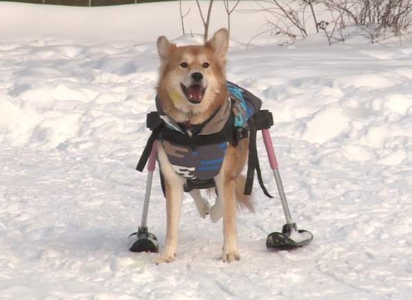 В подмосковном приюте собаке инвалиду приобрели зимнюю коляску с лыжами