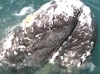 На Камчатку возвращаются серые киты