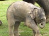 Минутка для умиления: первые шажки маленького слоненка