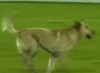 В Бразилии даже собаки хотят играть в футбол